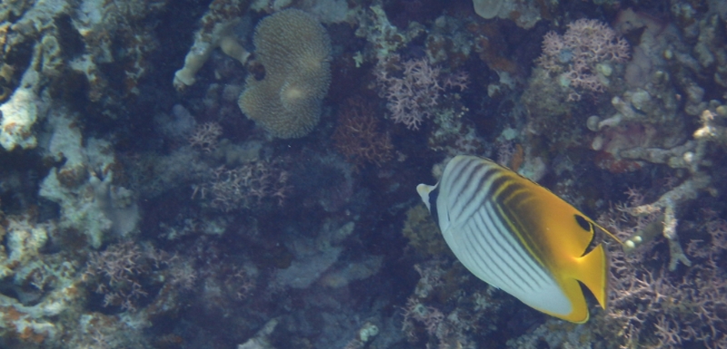 92.4%�����ʂ������b���񂮂�L�т�܂є��e�t�I�y�G�b�N�X���b�V���z
���T�C�g